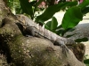 iguanas giobt es auch einige hier