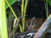 das glueck in corcovado einen puma in der wildnis zu sehen und das zwei meter entfernt, nicht viele haben dieses glueck